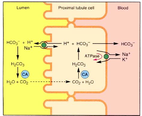carbonic anhydrase function in blood